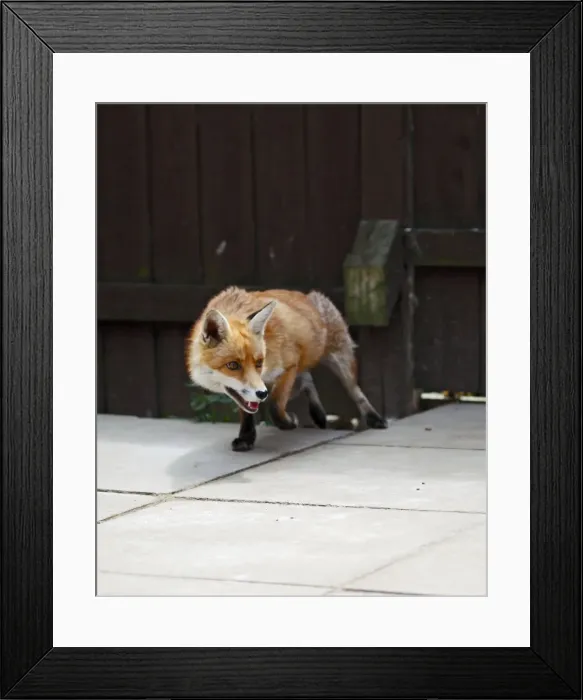 Framed Print : Red Fox - vixen in back yard - Bedfordshire UK 10893 Framed Print : Red Fox - vixen in back yard - Bedfordshire UK 10893