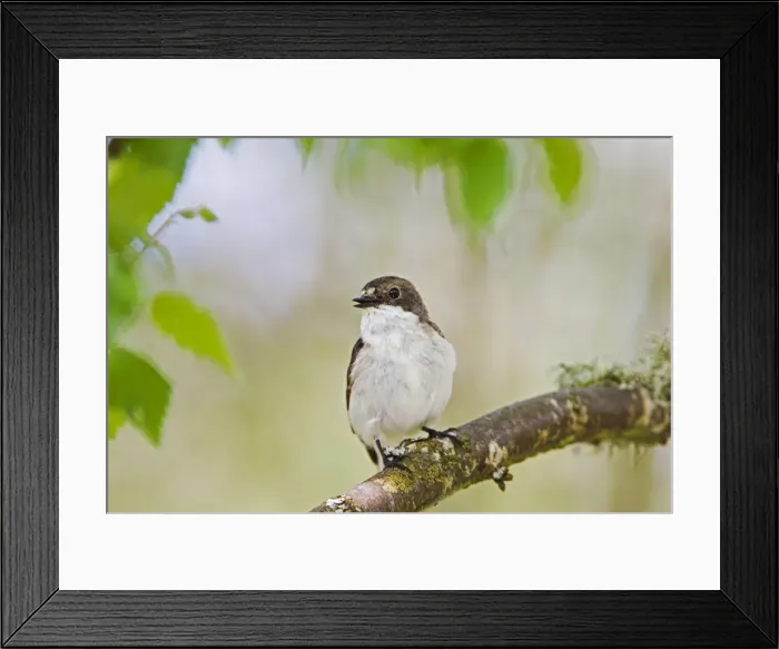 Framed Print : Pied Flycatcher - male near nest - Mid Wales 10711 Framed Print : Pied Flycatcher - male near nest - Mid Wales 10711