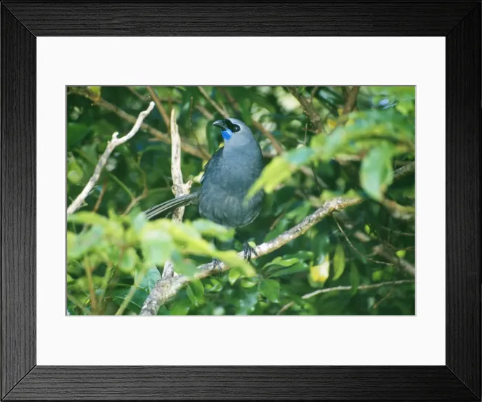 Framed Print : Kokako Bird DH 2293 North Island, New Zealand. Callaeas cinerea © Don Hadden / ARDEA LONDON Framed Print : Kokako Bird DH 2293 North Island, New Zealand. Callaeas cinerea © Don Hadden / ARDEA LONDON