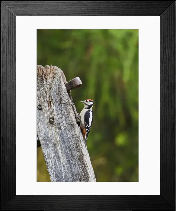 Framed Print : Great Spotted Woodpecker - on gate post - Bedfordshire UK 11833 Framed Print : Great Spotted Woodpecker - on gate post - Bedfordshire UK 11833