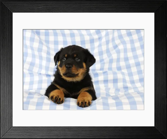 Framed Print : DOG. Rottweiler puppy sitting down on blanket Framed Print : DOG. Rottweiler puppy sitting down on blanket