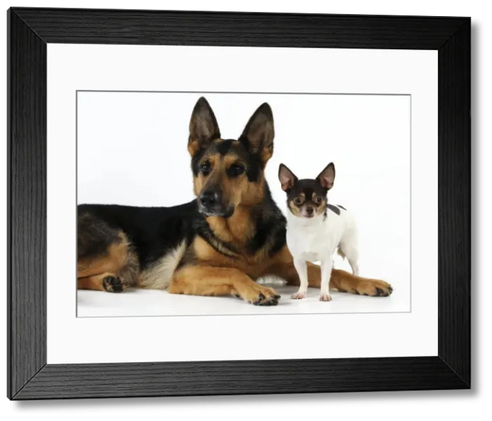 Framed Print : DOG. Chihuahua standing next to a german shepherd laying down Framed Print : DOG. Chihuahua standing next to a german shepherd laying down