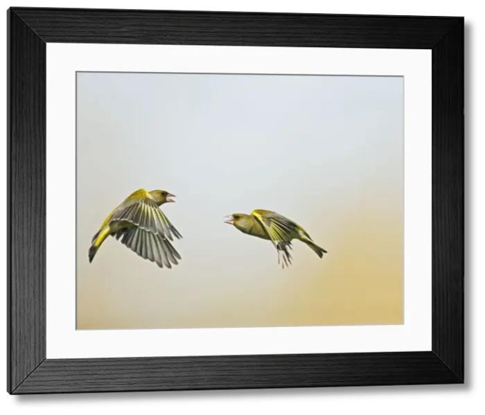Framed Print : Greenfinch - males fighting in flight - Bedfordshire UK 9519 Framed Print : Greenfinch - males fighting in flight - Bedfordshire UK 9519