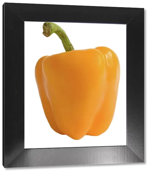 Pepper - orange - in studio