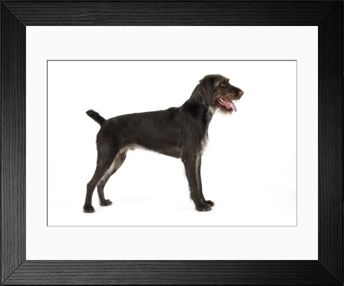 Framed Print : Dog. German Wire-Haired Pointer Framed Print : Dog. German Wire-Haired Pointer