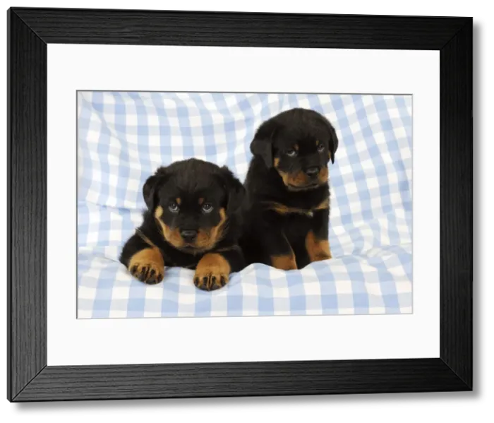 Framed Print : DOG. Rottweiler puppy sitting next to puppy laying down on blanket Framed Print : DOG. Rottweiler puppy sitting next to puppy laying down on blanket
