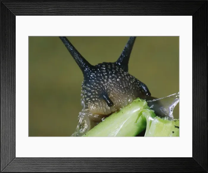 Framed Print : Garden Snail Framed Print : Garden Snail