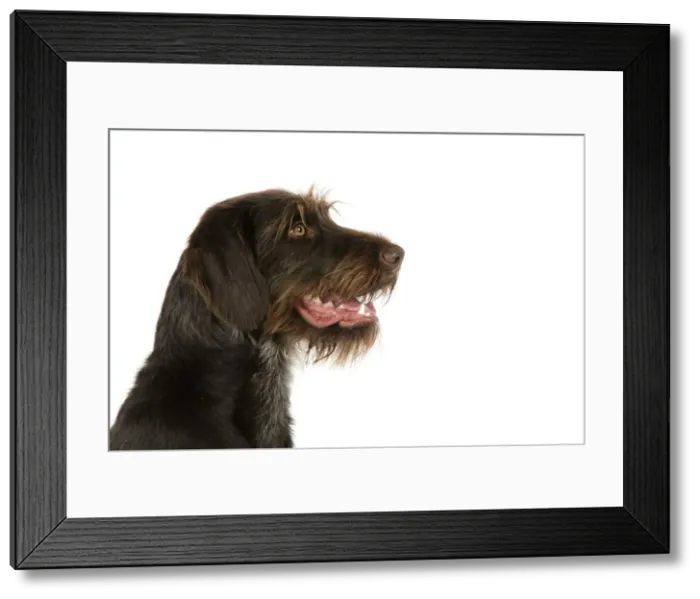 Framed Print : Dog. German Wire-Haired Pointer Framed Print : Dog. German Wire-Haired Pointer