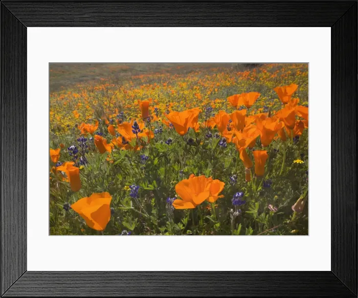 Framed Print : California Poppies and Yellow Goldfields (Lasthenia californica), Pygmy-Leaved Lupines (Lupinus bicolor), cover hills and valleys in Antelope Valley - Antelope Valley California Poppy Reserve, California, USA Framed Print : California Poppies and Yellow Goldfields (Lasthenia californica), Pygmy-Leaved Lupines (Lupinus bicolor), cover hills and valleys in Antelope Valley - Antelope Valley California Poppy Reserve, California, USA