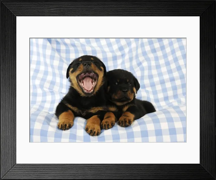 Framed Print : DOG. Rottweiler puppies laying together one of them yawning Framed Print : DOG. Rottweiler puppies laying together one of them yawning