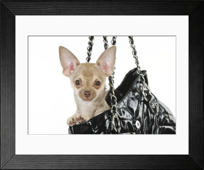 Framed Print : DOG. Chihuahua in handbag Framed Print : DOG. Chihuahua in handbag