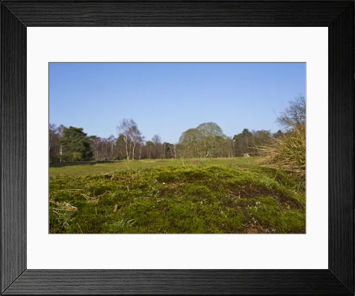 Framed Print : Heathland habitat - The Lodge RSPB Nature Reserve - Sandy - Bedfordshire - UK Framed Print : Heathland habitat - The Lodge RSPB Nature Reserve - Sandy - Bedfordshire - UK
