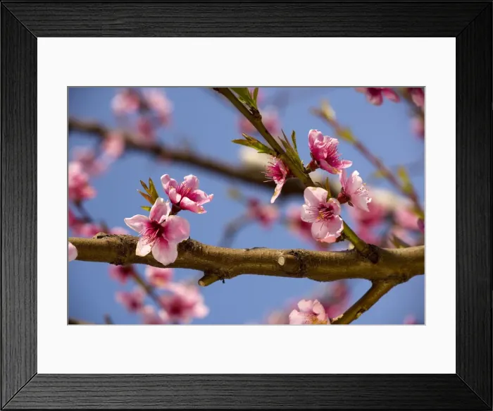 Framed Print : Blossom of Peach (Prunus persica) in spring; Cyprus Framed Print : Blossom of Peach (Prunus persica) in spring; Cyprus
