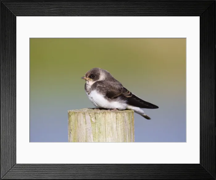Framed Print : Sand Martin - on a post Framed Print : Sand Martin - on a post