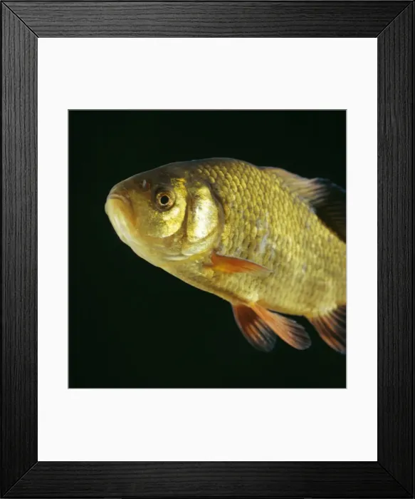 Framed Print : Crucian Carp Framed Print : Crucian Carp