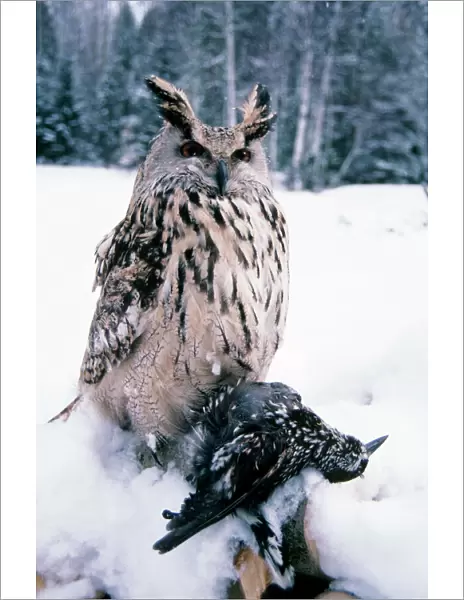 Eagle Owl - with prey - forest glade of Ural Mountains - Russia - winter snow