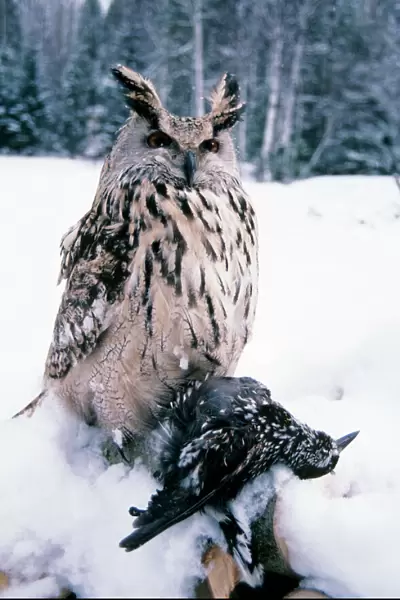 Eagle Owl - with prey - forest glade of Ural Mountains - Russia - winter snow