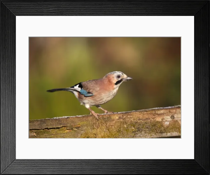 Framed Print : Jay - on fence - Cornwall - UK Framed Print : Jay - on fence - Cornwall - UK
