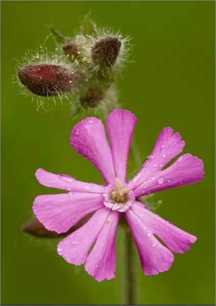Red Campion (Silene dioica) in flower, close-up; Dorset