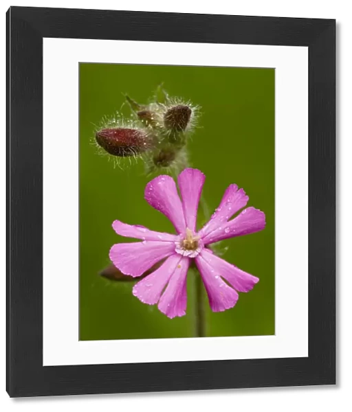 Red Campion (Silene dioica) in flower, close-up; Dorset