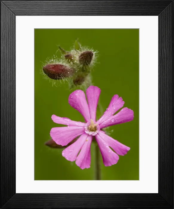 Framed Print : Red Campion (Silene dioica) in flower, close-up; Dorset Framed Print : Red Campion (Silene dioica) in flower, close-up; Dorset