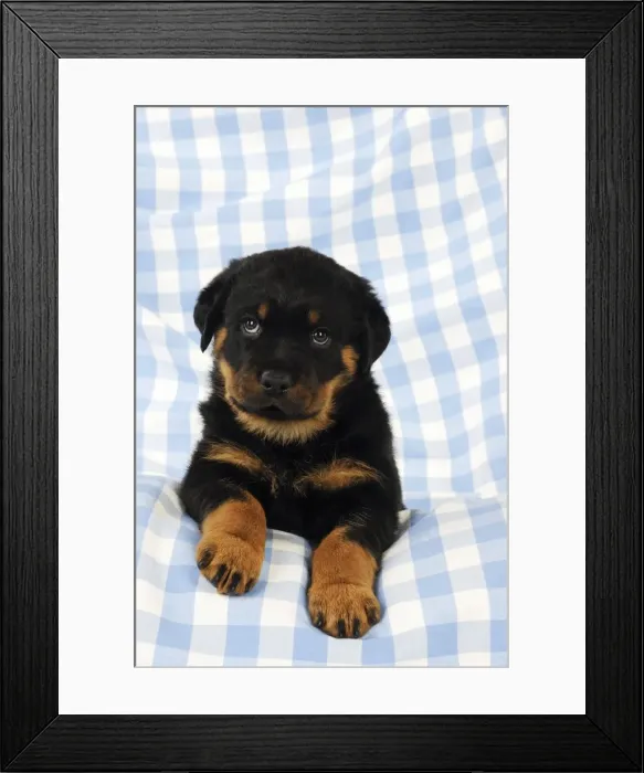 Framed Print : DOG. Rottweiler puppy sitting down on blanket Framed Print : DOG. Rottweiler puppy sitting down on blanket