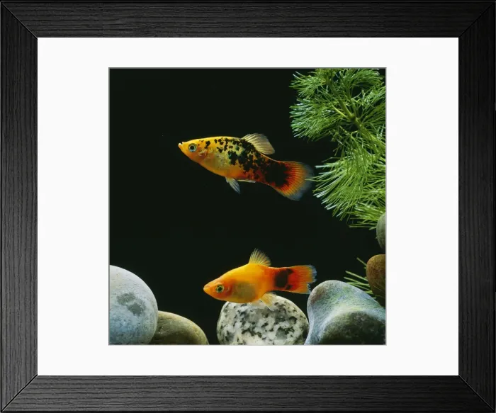 Framed Print : Platy Fish - pair Framed Print : Platy Fish - pair