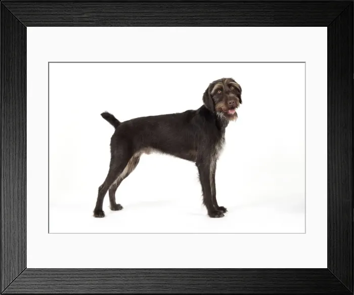 Framed Print : Dog. German Wire-Haired Pointer Framed Print : Dog. German Wire-Haired Pointer