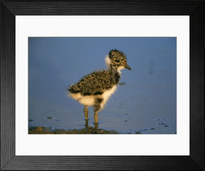 Framed Print : Lapwing - chick Framed Print : Lapwing - chick