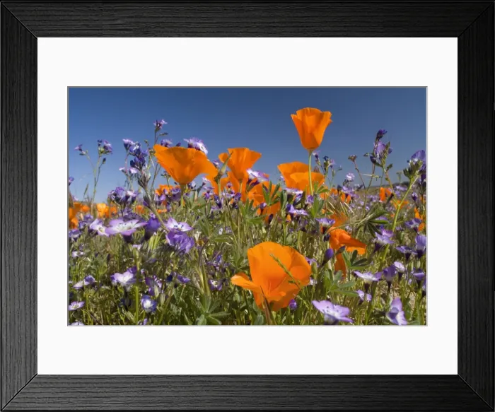 Framed Print : Californian Poppy and violet Davy Gilia (Gilia latiflora ssp. davyi) cover hills and valleys in Antelope Valley - Antelope Valley California Poppy Reserve - California - USA Framed Print : Californian Poppy and violet Davy Gilia (Gilia latiflora ssp. davyi) cover hills and valleys in Antelope Valley - Antelope Valley California Poppy Reserve - California - USA
