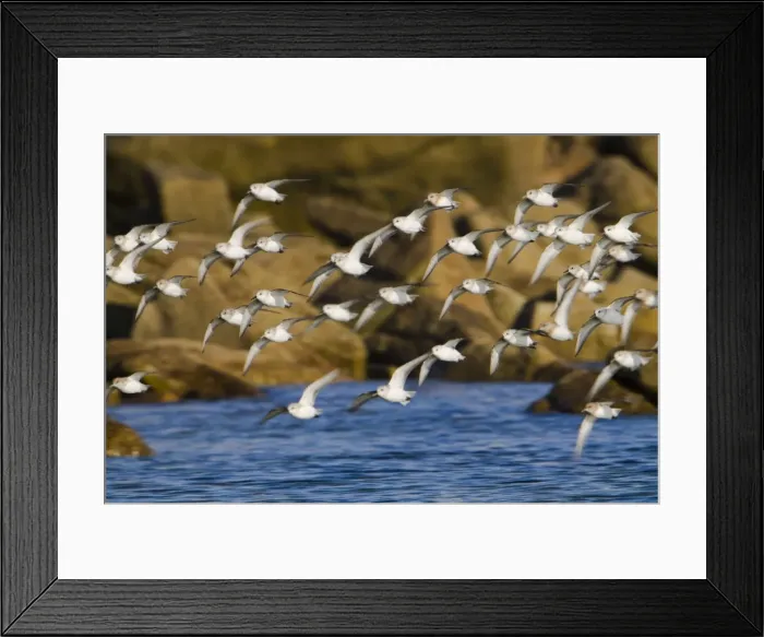 Framed Print : Sanderling - flock in flight Framed Print : Sanderling - flock in flight