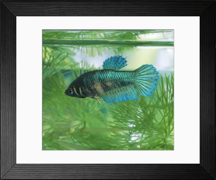 Framed Print : Siamese Fighting Fish - female Framed Print : Siamese Fighting Fish - female