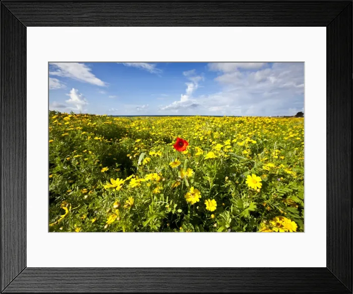 Framed Print : Poppy - in a field of Crown Daisy's (Chrysanthemum coronarium) - Mandria - Cyprus - April Framed Print : Poppy - in a field of Crown Daisy's (Chrysanthemum coronarium) - Mandria - Cyprus - April