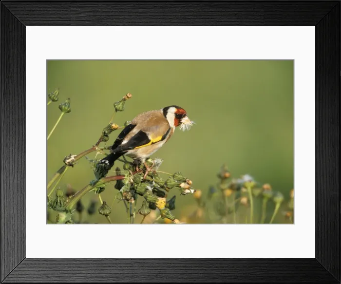 Framed Print : Goldfinch - perched with seeds in beak Framed Print : Goldfinch - perched with seeds in beak