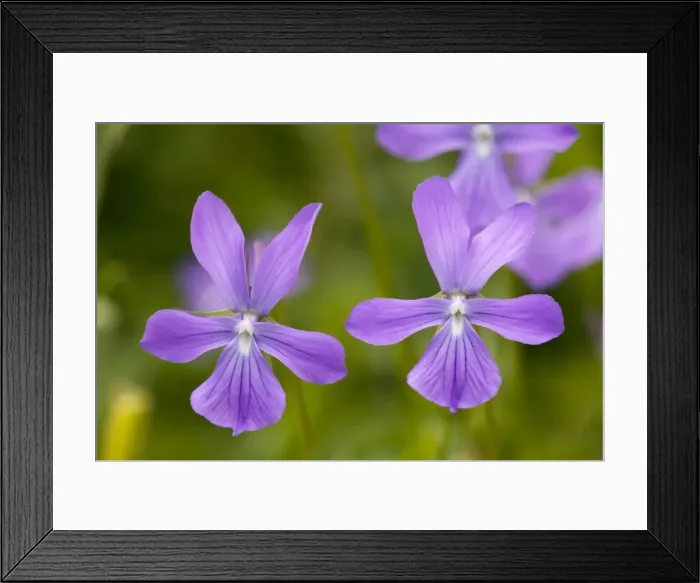 Framed Print : Horned Pansy ( Viola cornuta), in the Pyrenees. France Framed Print : Horned Pansy ( Viola cornuta), in the Pyrenees. France