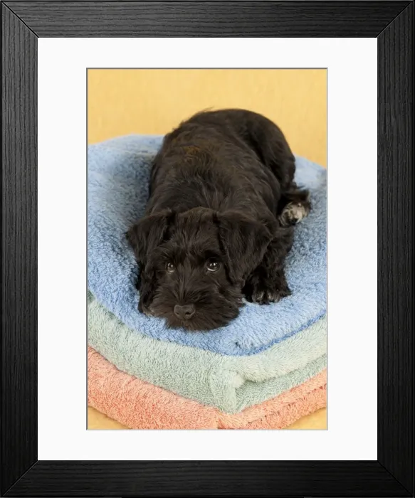 Framed Print : Dog - Miniature Schnauzer - 10 week old puppy - lying down on a pile of towels Framed Print : Dog - Miniature Schnauzer - 10 week old puppy - lying down on a pile of towels