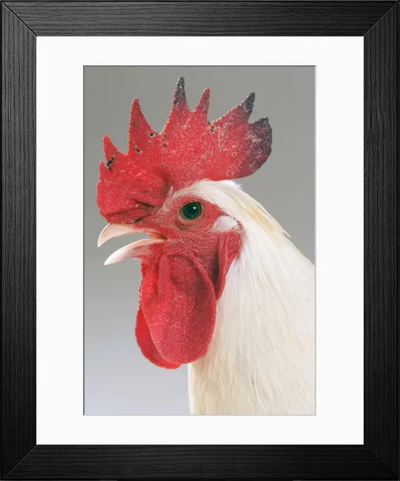 Framed Print : Chicken - Cockerel - white hybrid in studio Framed Print : Chicken - Cockerel - white hybrid in studio