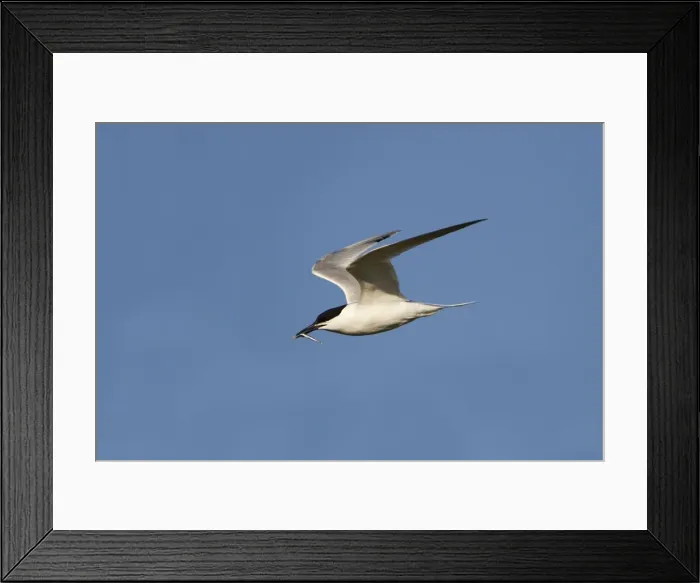 Framed Print : Sandwich Tern - in flight - carrying a fish in mouth Framed Print : Sandwich Tern - in flight - carrying a fish in mouth