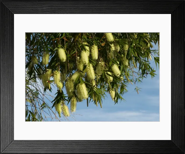 Framed Print : Cunonia capensis - Hotel Splendida Botanical Garden, Madeira. February Framed Print : Cunonia capensis - Hotel Splendida Botanical Garden, Madeira. February