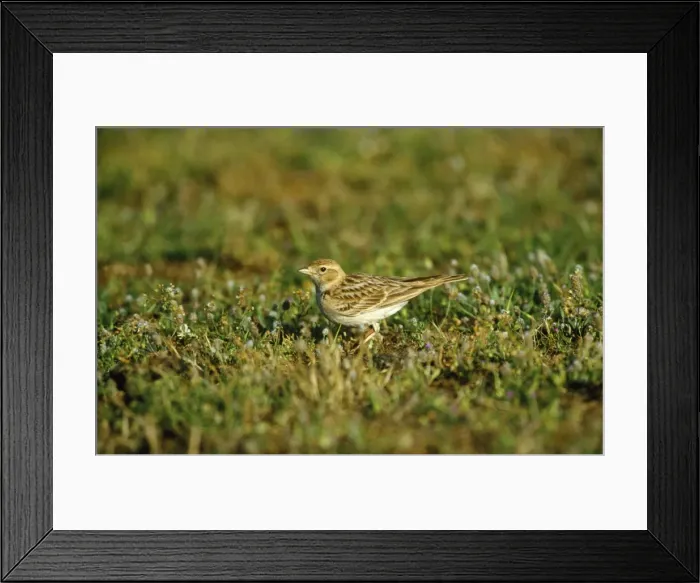 Framed Print : Short-toed Lark Framed Print : Short-toed Lark
