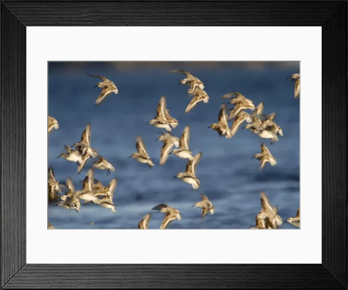 Framed Print : Sanderling - flock in flight Framed Print : Sanderling - flock in flight