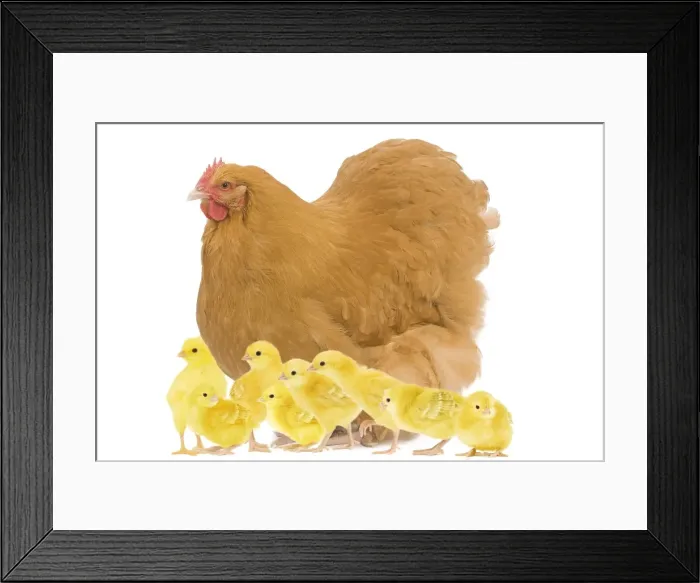 Framed Print : Chicken - Orpington Fawn in studio with chicks Framed Print : Chicken - Orpington Fawn in studio with chicks