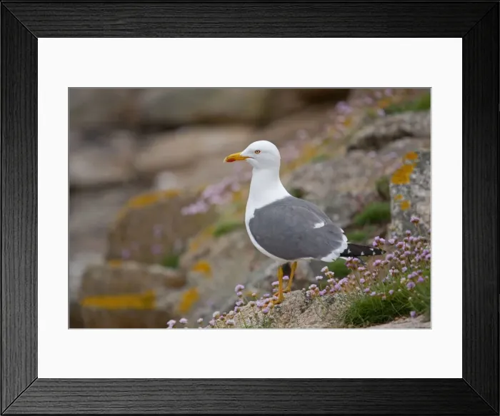 Framed Print : Lesser Black Backed Gull - thrift at the coast - UK Framed Print : Lesser Black Backed Gull - thrift at the coast - UK