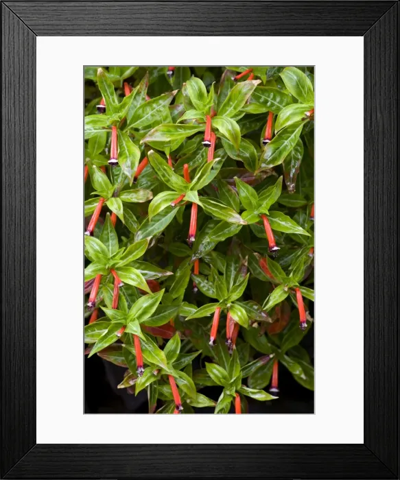 Framed Print : Cigar plant. Location - Madeira's Botanical Garden, Funchal. Feb Framed Print : Cigar plant. Location - Madeira's Botanical Garden, Funchal. Feb