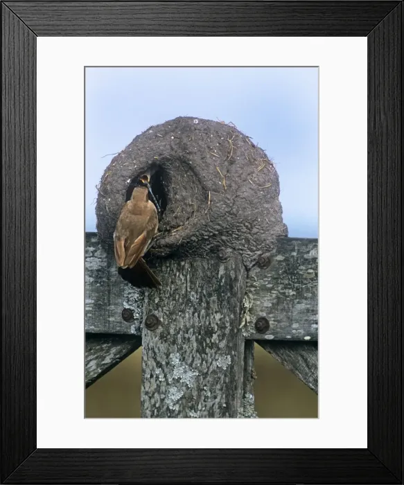 Framed Print : Rufous Hornero  /  Ovenbird - feeding chicks at nest - Buenos Aires - Argentina