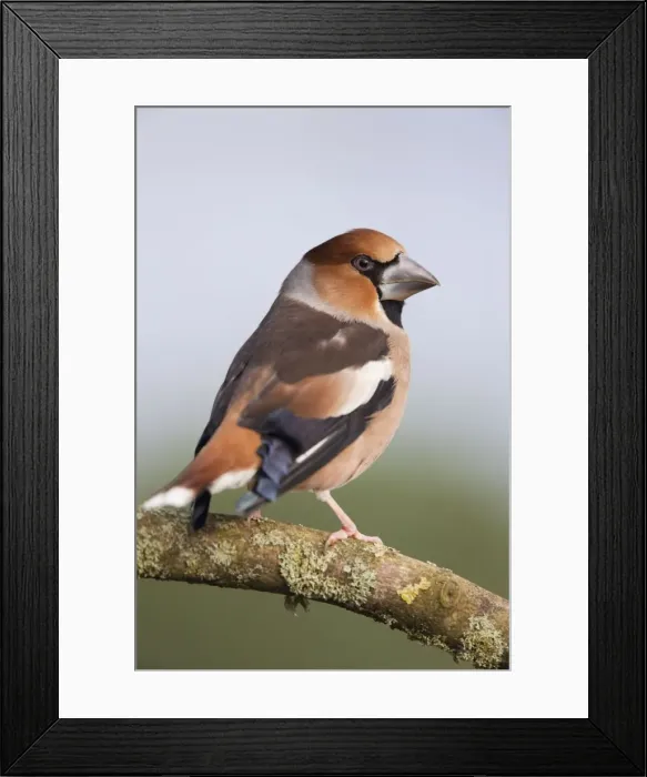 Framed Print : Hawfinch - UK Framed Print : Hawfinch - UK