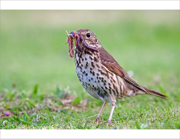 Song Thrush - with worms in mouth