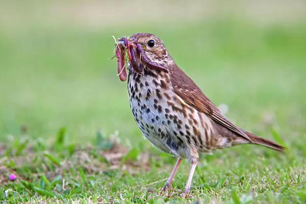 Song Thrush - with worms in mouth