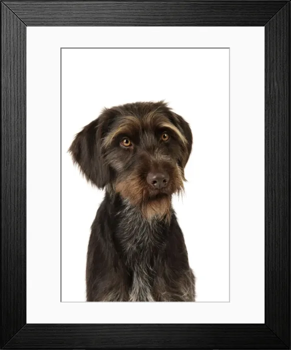 Framed Print : Dog. German Wire-Haired Pointer