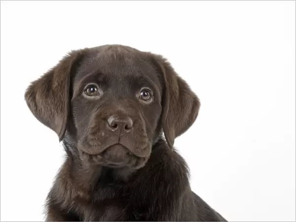 Dog - Chocolate Labrador puppy
